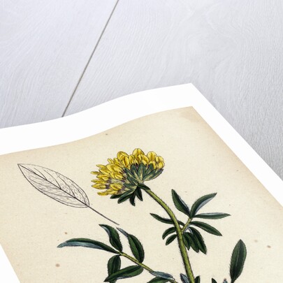 Anthyllis Vulneraria Common Kidney Vetch by Anonymous