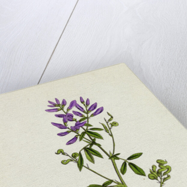 Medicago Sativa Common Lucerne by Anonymous