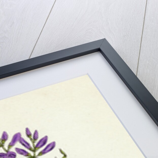 Medicago Sativa Common Lucerne by Anonymous