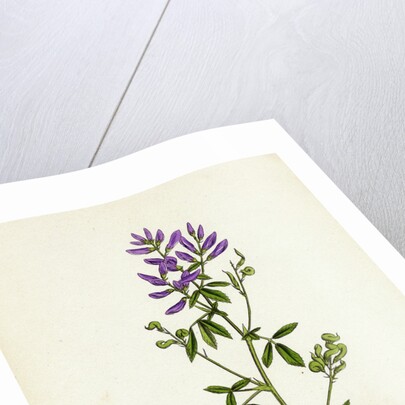 Medicago Sativa Common Lucerne by Anonymous