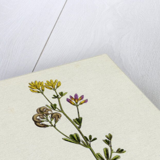 Medicago Sylvestris Fries' Lucerne by Anonymous