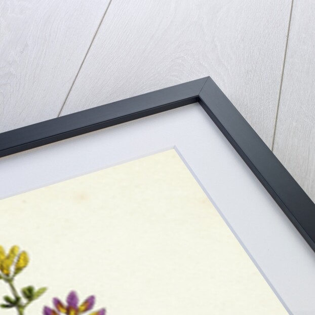 Medicago Sylvestris Fries' Lucerne by Anonymous