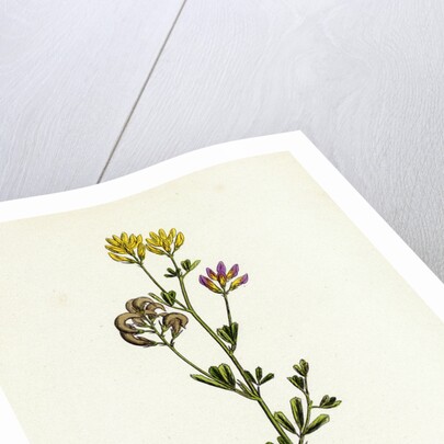 Medicago Sylvestris Fries' Lucerne by Anonymous