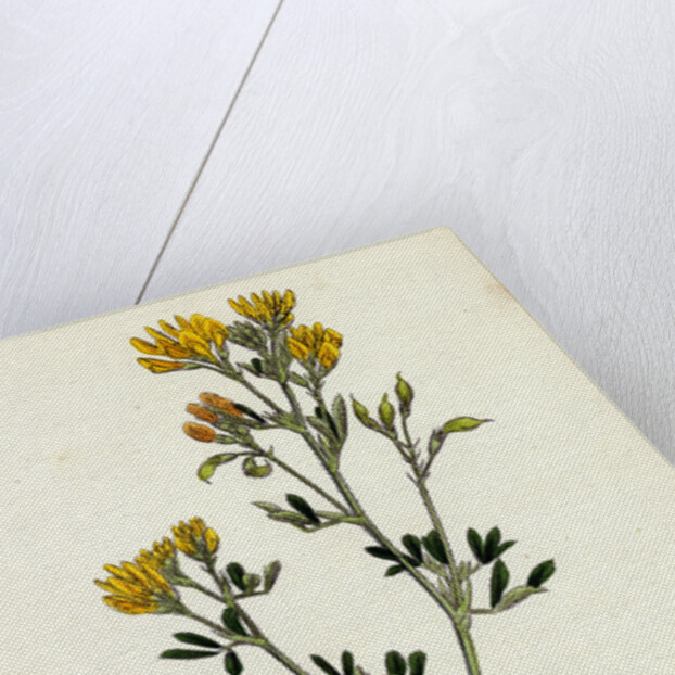 Medicago Eu-Falcata Yellow Lucerne by Anonymous