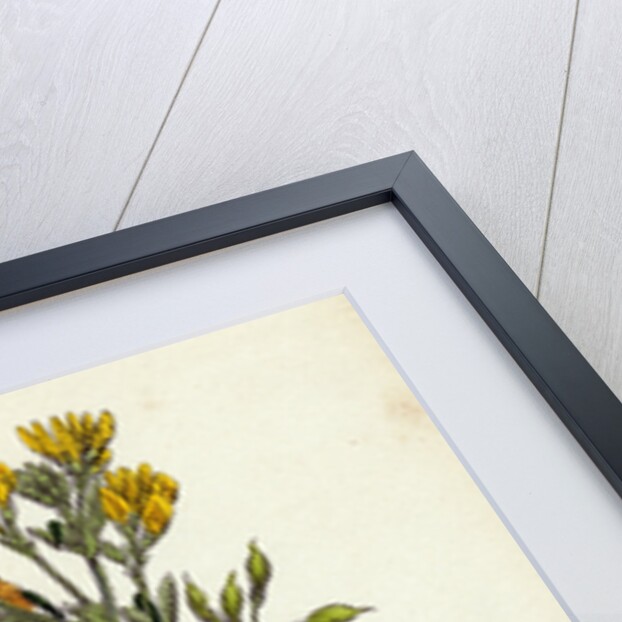 Medicago Eu-Falcata Yellow Lucerne by Anonymous