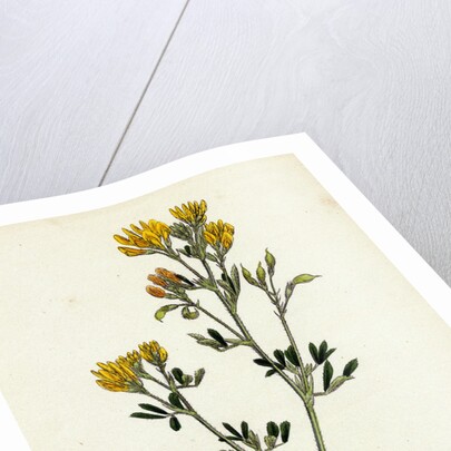 Medicago Eu-Falcata Yellow Lucerne by Anonymous