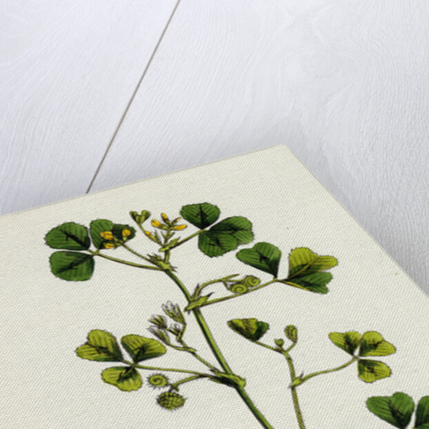 Medicago Maculata Spotted Medick by Anonymous