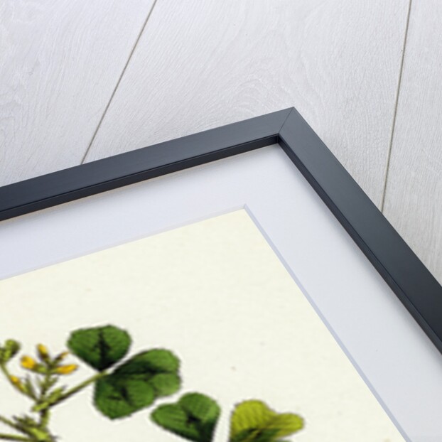 Medicago Maculata Spotted Medick by Anonymous