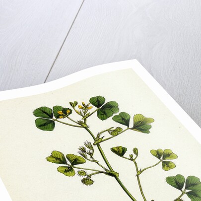 Medicago Maculata Spotted Medick by Anonymous