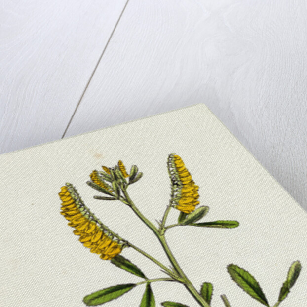 Melilotus Officinalis Common Melilot by Anonymous