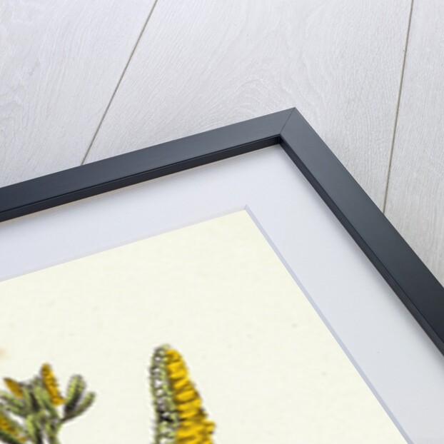 Melilotus Officinalis Common Melilot by Anonymous