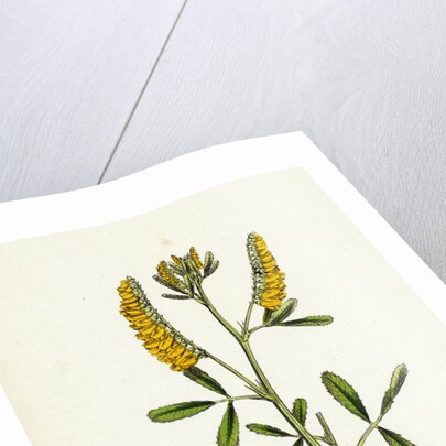 Melilotus Officinalis Common Melilot by Anonymous