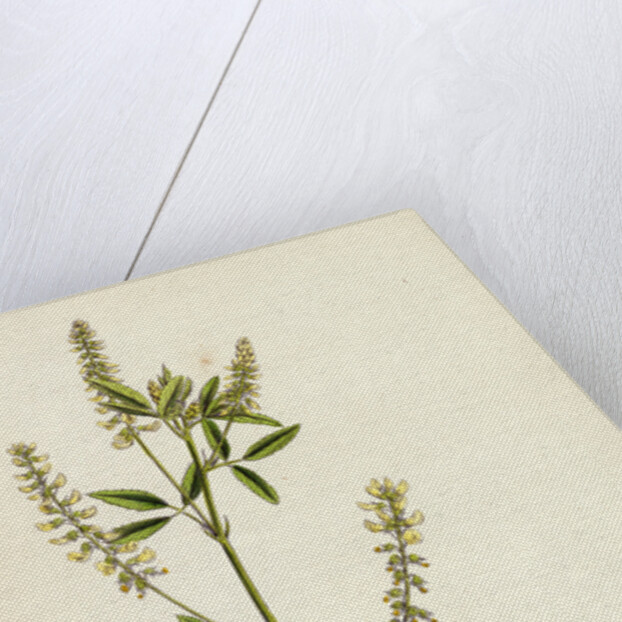 Melilotus Alba White Melilot by Anonymous