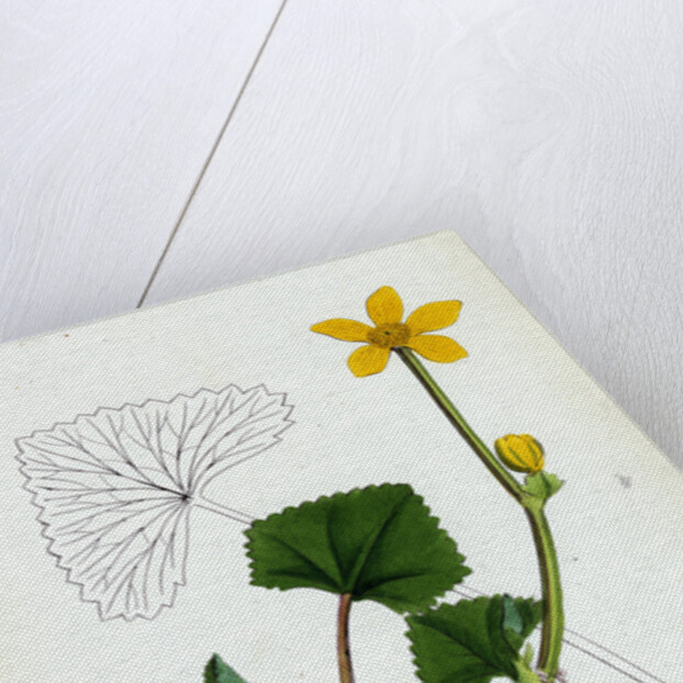 Caltha Radicans Creeping Marsh-Marygold by Anonymous