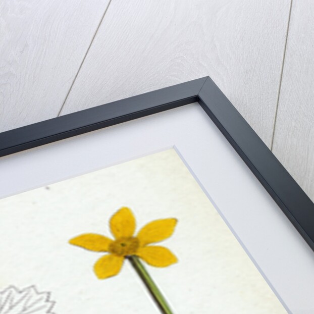 Caltha Radicans Creeping Marsh-Marygold by Anonymous