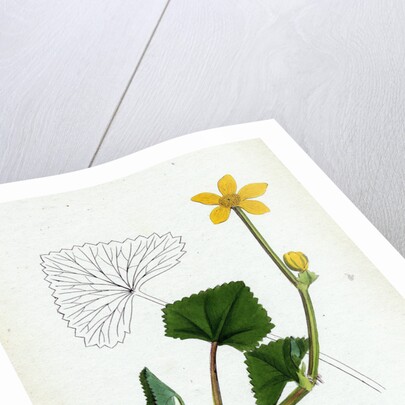 Caltha Radicans Creeping Marsh-Marygold by Anonymous