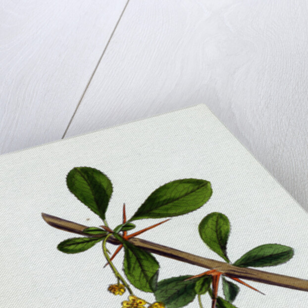 Berberis Vulgaris Common Barberry by Anonymous