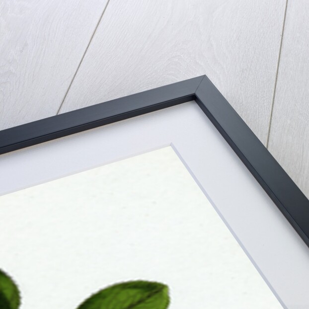 Berberis Vulgaris Common Barberry by Anonymous