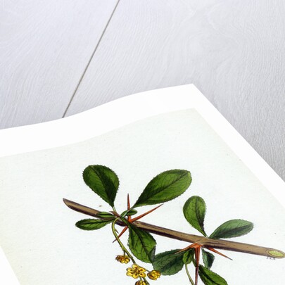 Berberis Vulgaris Common Barberry by Anonymous