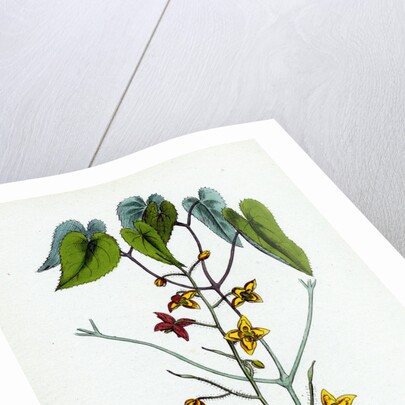 Epimedium Alpinum Alpine Barren Wort by Anonymous