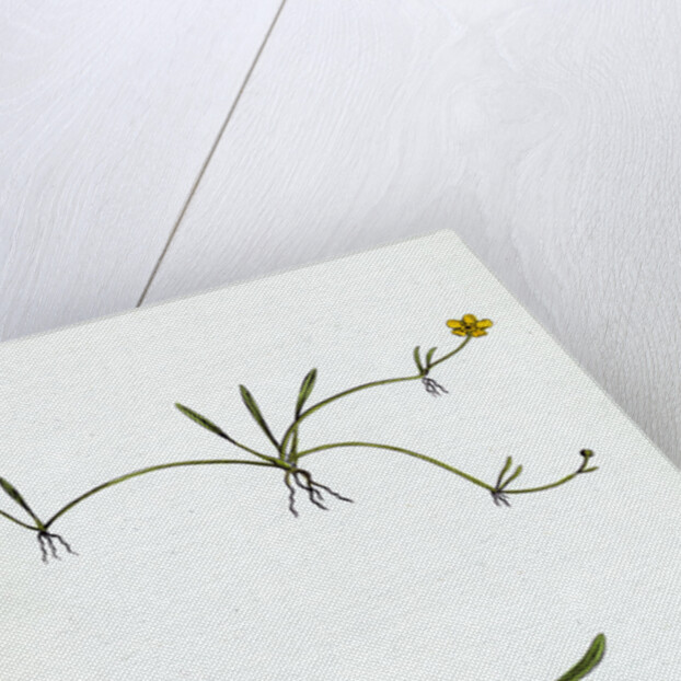 Ranunculus Reptans Creeping Spearwort by Anonymous