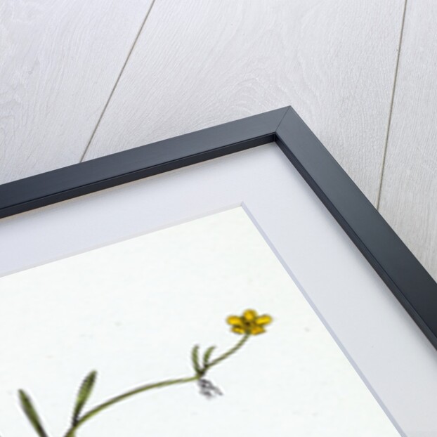 Ranunculus Reptans Creeping Spearwort by Anonymous