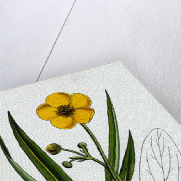 Ranunculus Lingua Greater Spearwort by Anonymous