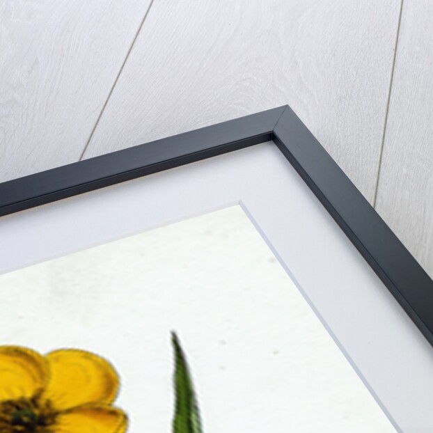 Ranunculus Lingua Greater Spearwort by Anonymous