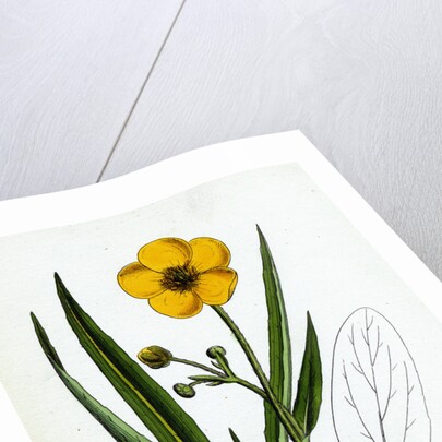 Ranunculus Lingua Greater Spearwort by Anonymous