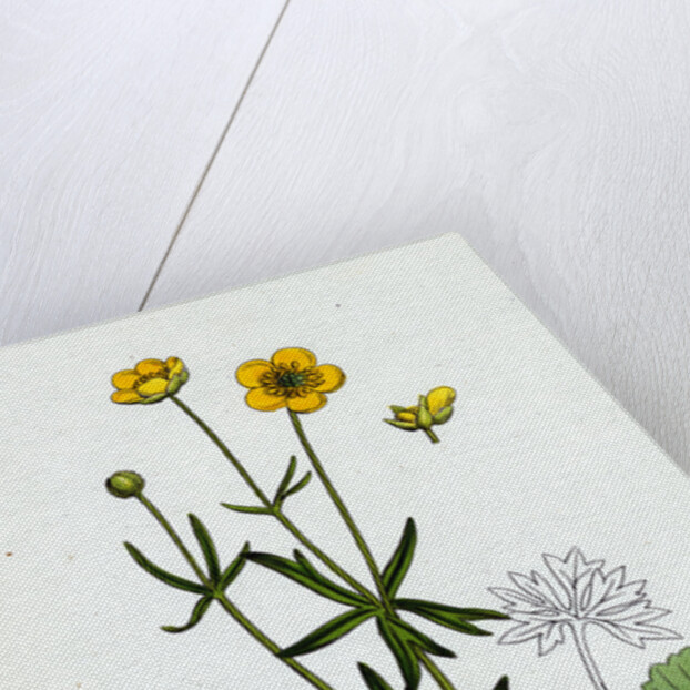 Ranunculus Auricornus Wood Crowfoot by Anonymous