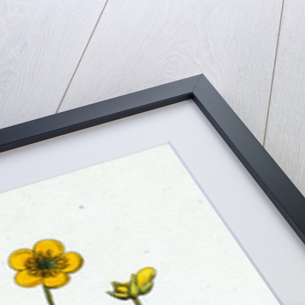 Ranunculus Auricornus Wood Crowfoot by Anonymous