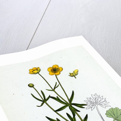 Ranunculus Auricornus Wood Crowfoot by Anonymous