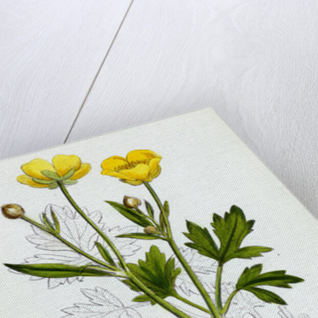 Ranunculus Repens Creeping Crowfoot by Anonymous