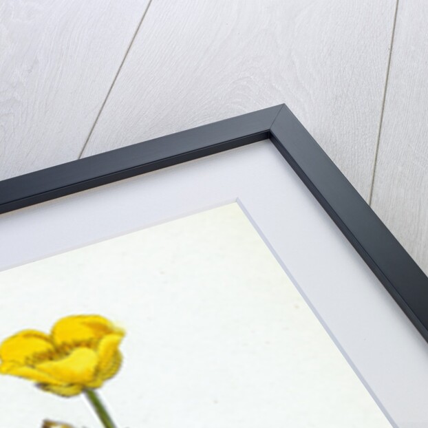 Ranunculus Repens Creeping Crowfoot by Anonymous