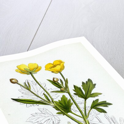 Ranunculus Repens Creeping Crowfoot by Anonymous