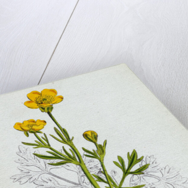 Ranunculus Bulbosus Bulbous Crowfoot by Anonymous