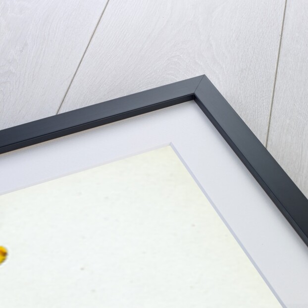 Ranunculus Bulbosus Bulbous Crowfoot by Anonymous