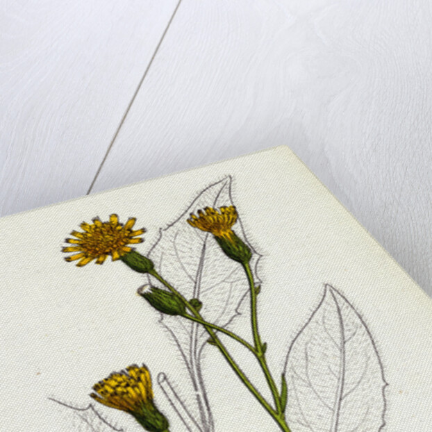 Hieracium Vulgatum Wood Hawkweed by Anonymous