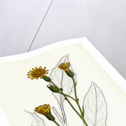 Hieracium Vulgatum Wood Hawkweed by Anonymous