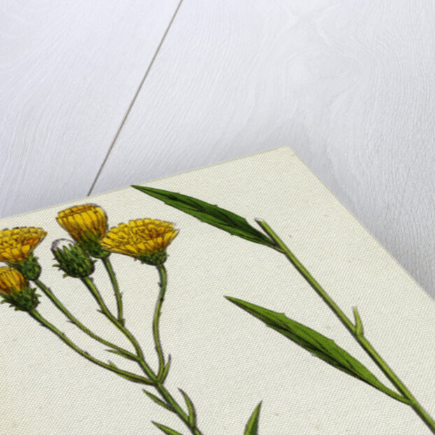 Hieracium Umbellatum Narrow-Leaved Hawkweed by Anonymous