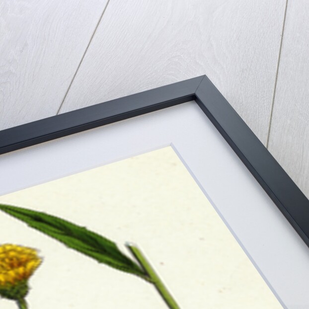 Hieracium Umbellatum Narrow-Leaved Hawkweed by Anonymous