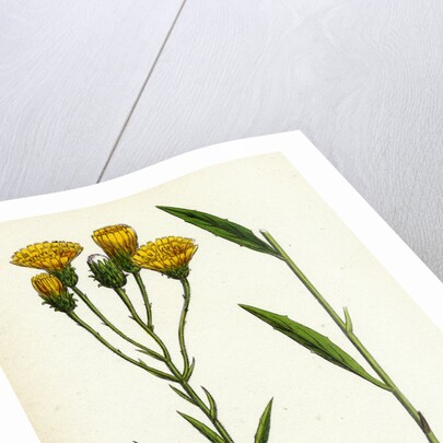 Hieracium Umbellatum Narrow-Leaved Hawkweed by Anonymous