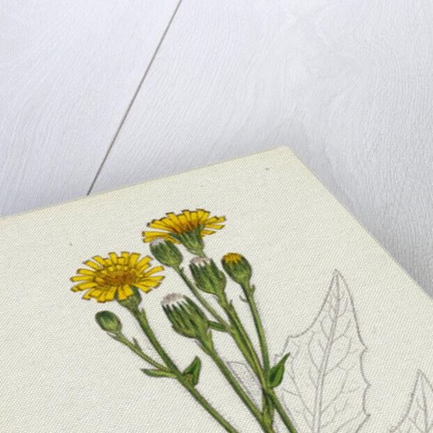 Hieracium Boreale Broad-Leaved Hawkweed by Anonymous