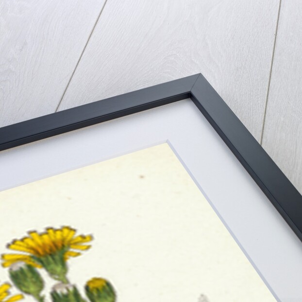 Hieracium Boreale Broad-Leaved Hawkweed by Anonymous