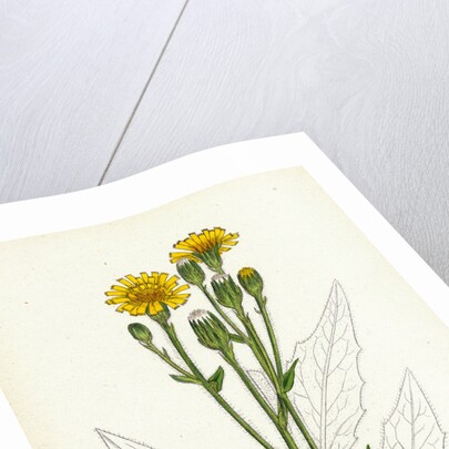 Hieracium Boreale Broad-Leaved Hawkweed by Anonymous