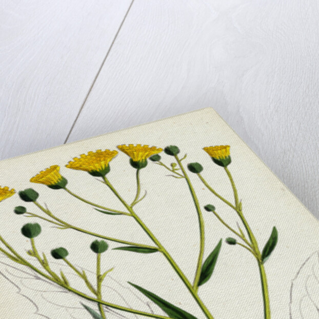 Hieracium Corymbosum Corymbose Hawkweed by Anonymous