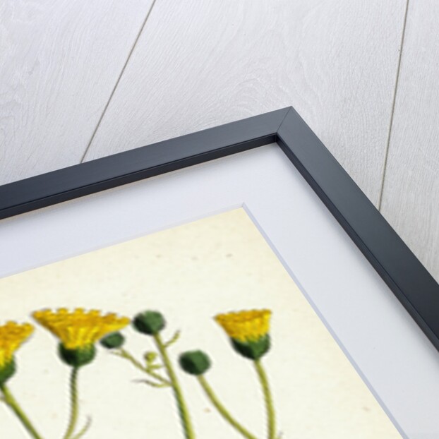 Hieracium Corymbosum Corymbose Hawkweed by Anonymous