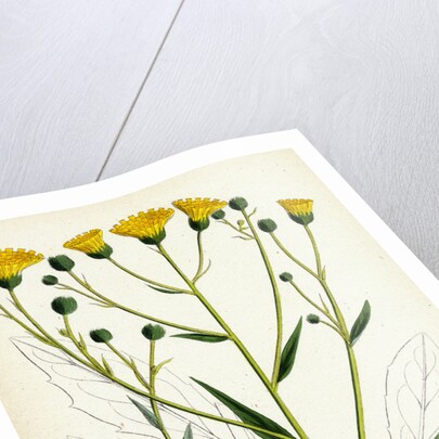 Hieracium Corymbosum Corymbose Hawkweed by Anonymous