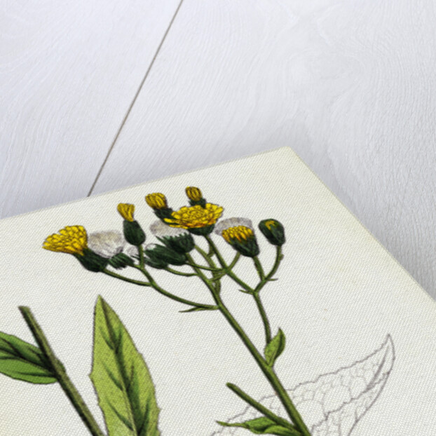 Hieracium Strictum Straight-Branched Hawkweed by Anonymous