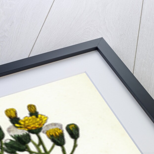 Hieracium Strictum Straight-Branched Hawkweed by Anonymous